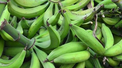 Unripe Plantains